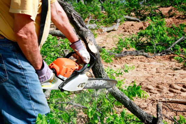  Gleed, WA Tree Service Pros